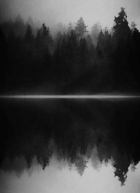 Awakened Foggy Day, Alam Yang Indah, White Photo, Dark Forest, Creepers, Black And White Photography, Beautiful World, The Great Outdoors, Mother Nature