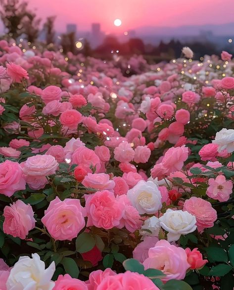 Flowers Asethics, Pink And White Flowers Aesthetic, Flower Asthetics Photos, Flower Core, Rose Field, Flower Background Images, White And Pink Roses, Flowers Pretty, Love Roses