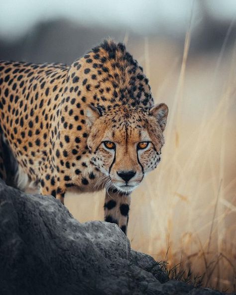 Grassy Plains, Cheetah Pictures, Intense Stare, Cheetah Background, African Savannah, Wild Animals Photography, Eye To Eye, African Wildlife, Cheetahs