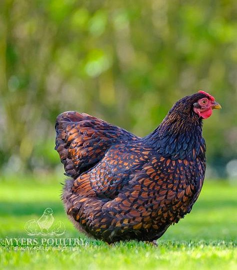 Wyandotte Hen, Laced Wyandotte, Chicken Parts, Egg Laying Hens, Wyandotte Chicken, Chickens For Sale, Egg Laying Chickens, Laying Hens, Beautiful Chickens