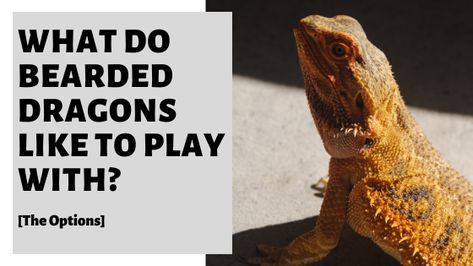 Bearded Dragon Play Pen, Bearded Dragon Toys, Colorful Objects, Baby Bearded Dragon, Bearded Dragon Cute, Bearded Dragon Care, Climbing Tower, Need Friends, Hiccup