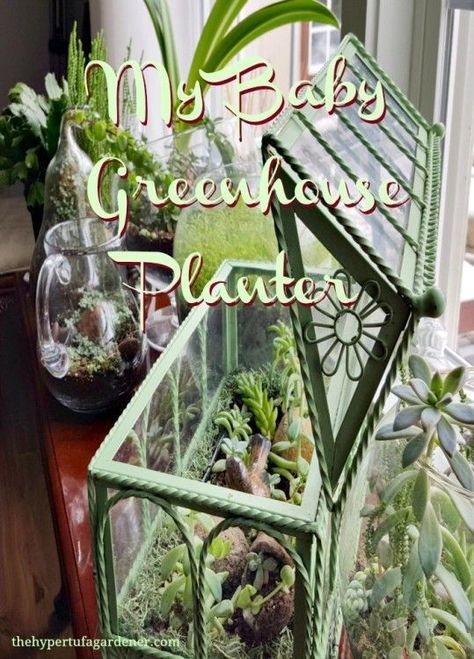 Indoor succulent garden greenhouse. Great for growing succulents and other plants in winter. Tiny Greenhouse, Indoor Succulent Garden, Potting Ideas, Plant Space, Succulents In Glass, Water Wise Plants, Succulent Garden Indoor, Winter Gardening, Vegetable Garden For Beginners