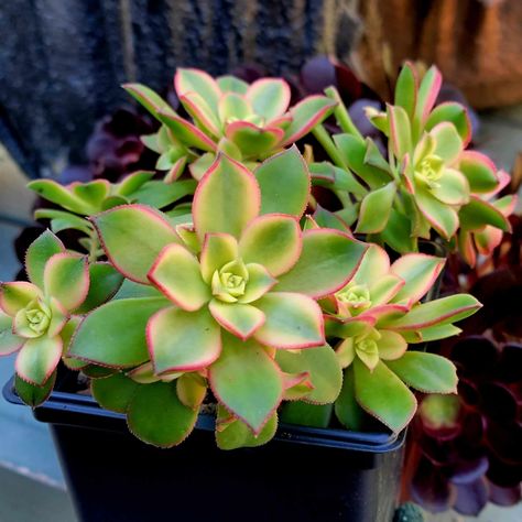 Aeonium percarneum - - Kiwi Aeonium - 6 inch You will receive this exact, well-rooted aeonium. Many stems shown here in 6" pot. Will be shipped bare root.  LIGHT - Can handle full sun and partial shade WATER - Likes infrequent but DEEP waterings.  Let dry between waterings. SOIL - Likes standard potting soil - not cactus soil COLD TOLERANCE - Zones 9a - 11b.  Hardy to just below freezing. DORMANCY - Summer SIZE - Up to 3 feet tall x 3 feet wide FLOWERS - Bright yellow star-shaped flowers appear Aeonium Kiwi, Valley Village, Yellow Star, Potting Soil, Bright Yellow, Star Shape, Kiwi, 6 Inches, Succulent