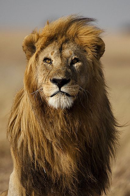 Lion-- " I AM RUGGEDLY HANDSOME AREN'T I?" RP BY HAMMERSCHMID A Lion, White Photo, Lion, Black And White, White, Black