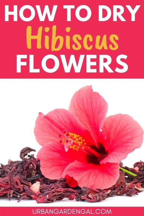 Drying hibiscus flowers Hibiscus Recipe, Hibiscus Flower Tea, Herbal Tea Garden, Hibiscus Leaves, Dried Hibiscus Flowers, Dried Flowers Diy, Herbal Teas Recipes, Hibiscus Plant, Tea Diy