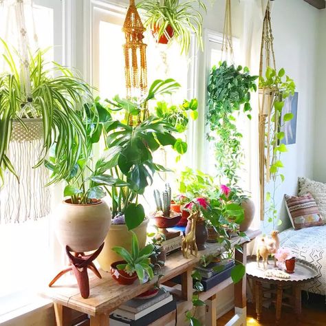 13 Ways to Take Advantage of a Sunny Window Calming Room Ideas, Ladder Ideas, Calming Room, English Cottage Decor, Plant Window, Window Plants, Trendy Plants, Deco Nature, Decoration Plante