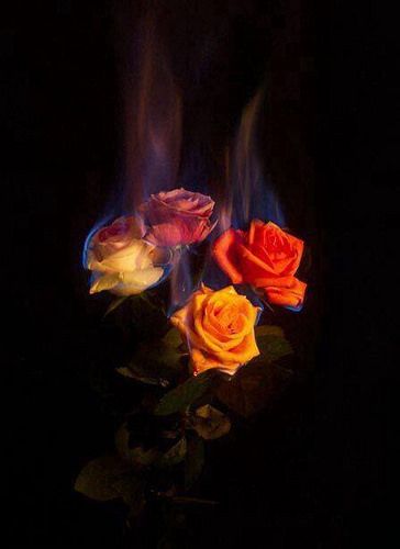 Just Pinned to D4rkR0se: https://ift.tt/2LxnSI9 https://ift.tt/2INyVLB Wallpaper Mawar, Rose On Fire, Burning Flowers, Burning Rose, Wallpaper Estetika, Výtvarné Reference, Fire Photography, Aesthetic Roses, Fire Flower