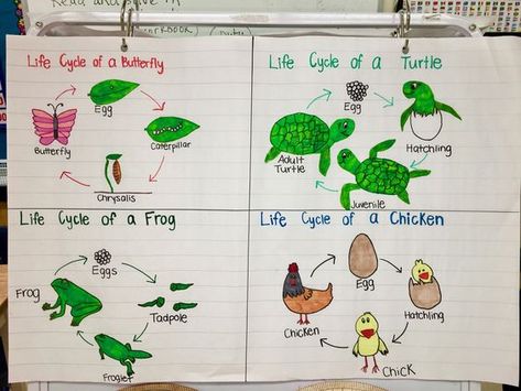 Animal life cycles anchor chart Growth And Changes In Animals Grade 2, Frog Life Cycle Anchor Chart, Animals Anchor Chart, Life Cycle Anchor Chart, Life Cycle Of Animals, Life Cycle Project, Kindergarten Graduation Songs, Frog Life Cycle Activities, Animal Cell Project