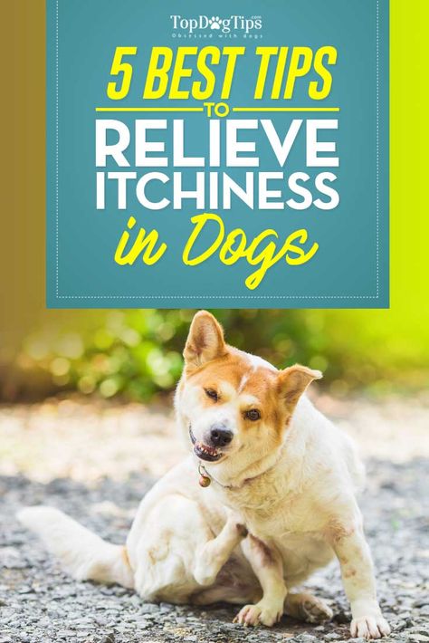 Tips on How To Relieve Itchiness In Dogs Dog Glands, Dog Itchy Skin Remedy, Dog Meds, Dog Itching Remedies, Itchy Dog Skin, Itchy Skin Remedy, Dog Skin Allergies, Relieve Itchy Skin, Dog Skin Problem