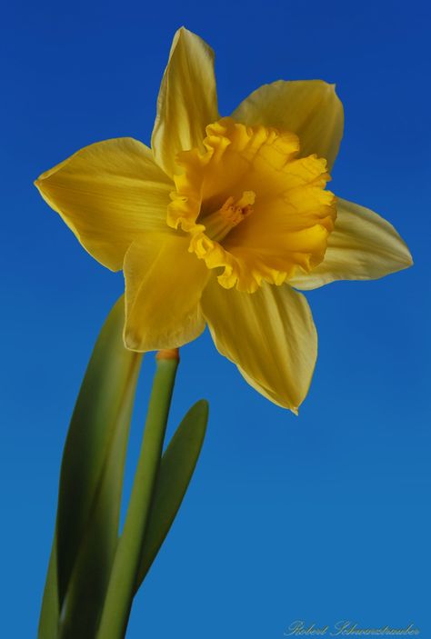 Yellow Daffodil Dafadills Flowers, Daffodil Reference, Daphadil Flower, Daphodil Flower, Daffodil Photo, Welsh Daffodils, Single Daffodil, Pink Daffodils, Daffodil Photography