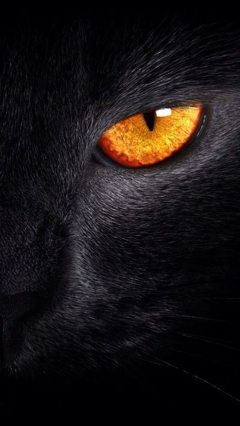 Beast Eyes, Regard Animal, Eye Close Up, Wild Animals Pictures, Eyes Wallpaper, Big Cats Art, Drawing Faces, Animale Rare, Black Cat Eyes