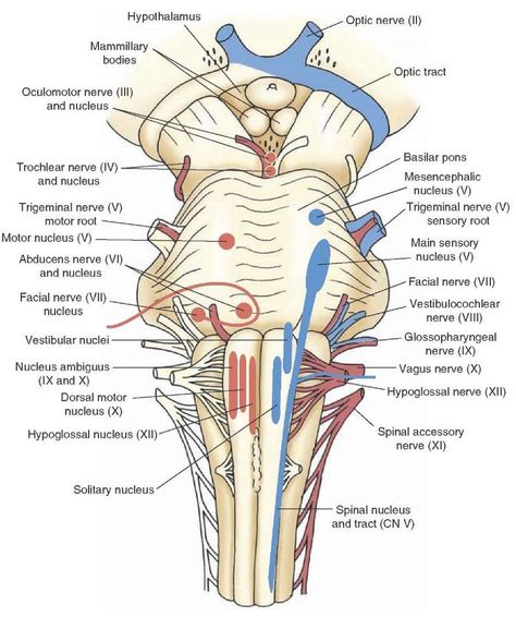 Nervous System Parts, Nerve Anatomy, Gross Anatomy, Brain Anatomy, Cranial Nerves, Human Body Anatomy, Medical School Studying, Human Anatomy And Physiology, Medical Anatomy