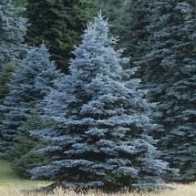 Evergreen Trees Landscaping, Picea Pungens Glauca, Blue Spruce Tree, Cypress Mulch, Colorado Blue Spruce, Picea Pungens, Types Of Mulch, Privacy Trees, Spruce Tree