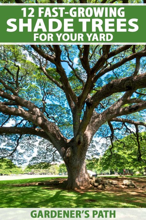 Best Backyard Trees, Trees For Backyard, Best Shade Trees, Fast Growing Shade Trees, Trees For Front Yard, Fast Growing Evergreens, Backyard Trees, Landscaping Trees, Backyard Shade