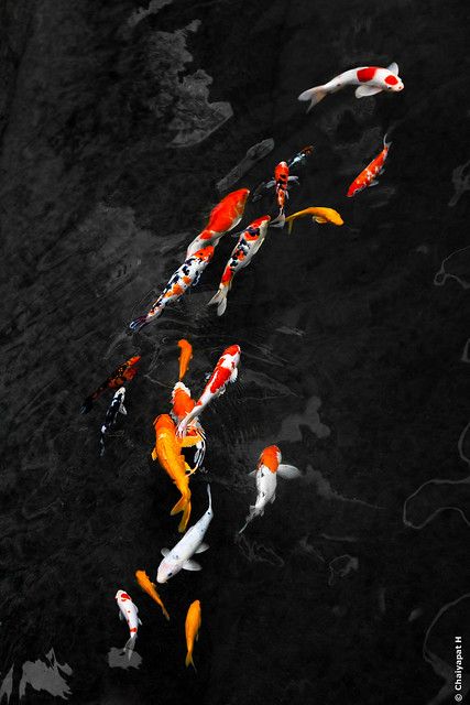 Koi | Colourful Koi swimming in harmony. | Chaiyapat Hastanasombat | Flickr Koi Wallpaper, Karp Koi, Koi Painting, Koi Fish Drawing, Ikan Koi, Koi Art, Fantasy Mermaids, Carpe Koi, Freshwater Aquarium Fish