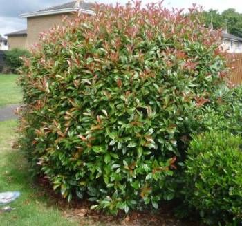 Photinia Red Robin large bush Red Robin Plant, Red Robin Hedge, Red Robin Tree, Photinia Fraseri Red Robin, Log Fence, Privacy Hedges, Photinia Red Robin, Holly Shrub, Privacy Hedge