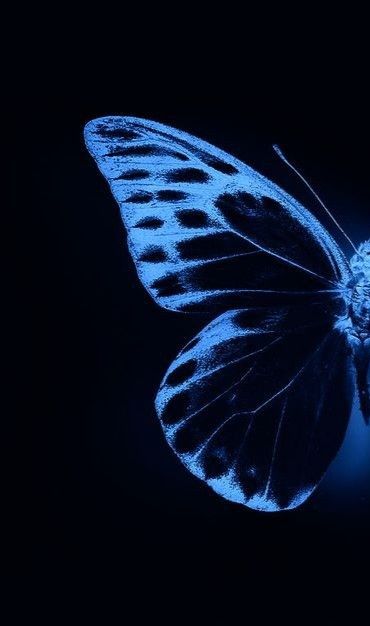 Dark Blue Butterfly Wallpaper Aesthetic, Dark Blue Butterfly, Navy Blue Butterfly, Four Wings, Blue Butterfly Wings, Black And Blue Wallpaper, Set Yourself Free, Blue Butterfly Wallpaper, Disney Princess Artwork