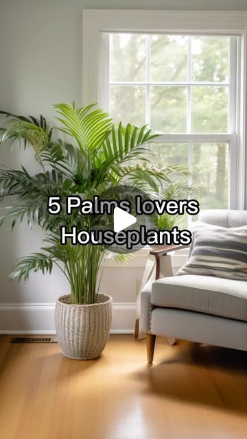 RootGrowings on Instagram: "5 Palms lovers Houseplants 🪴 Explore 5 distinctive houseplants: 🌴 Parlor Palm’s lush canopy, 🌿 Kentia Palm’s elegant fronds, 🎍 Bamboo Palm’s tropical vibe, 🌀 Ponytail Palm’s quirky look, and 🍃 Areca Palm’s airy purifier. #Houseplants #PalmLovers #GreenThumb #IndoorGarden #PlantLife" Bamboo Palm Indoor, Palm Plant Indoor, Areca Palm Indoor, Indoor Palm Plants, Areca Palm Plant, Ponytail Palm, Majesty Palm, Indoor Palms, Kentia Palm