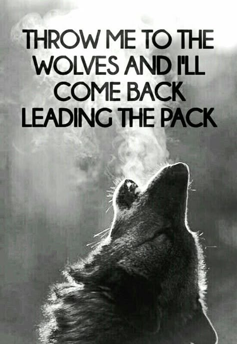 Im The Alpha, Sigma Wolf, Alpha Quotes, Alpha Male Quotes, Alpha Quote, Male Quotes, Wolf Meme, True Alpha, I Am The Alpha