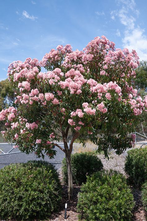 Australian Native Trees Garden Ideas, Australian Native Front Yard, Australian Flower Garden, Australian Garden Ideas, Verge Garden, Wildflower Nursery, Australian Garden Design, Flowering Gum, Bush Garden