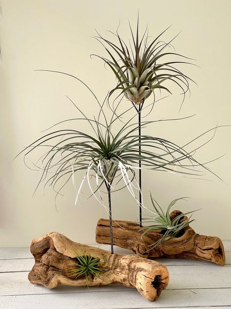 Tillandsia Cristi galli Air Plant – Succulent Artworks Air Plant Stand, How To Display Air Plants, Airplant Care, Diy Air Plant Holder, Air Plants Display, Air Plant Display Ideas, Air Plant Art, Warm Bedroom Colors, Tillandsia Display