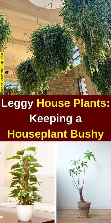 Discover expert tips on keeping your houseplants bushy and vibrant with our  guide on leggy houseplants. Learn essential plant care techniques for  household plants and indoor plant care to prevent leggy seedlings. Explore  how to fix leggy succulents and promote healthy growth. Transform your  indoor garden with lush, thriving greenery! Bushy House Plants, Leggy Succulents, Leggy Seedlings, Houseplant Care, Plant Maintenance, Household Plants, Plant Pests, Plant Problems, Indoor Plant Care