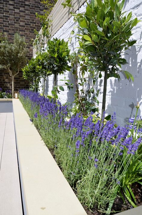 Raised beds painted grey composite limed decking bench Jasmine Bay trees hardwood white wash screen London | London Garden Design Painted Raised Garden Beds, Decking Bench, Bay Trees, Garden Ideas Driveway, Small Garden Landscape, Courtyard Gardens Design, Front Garden Design, Back Garden Design, London Garden