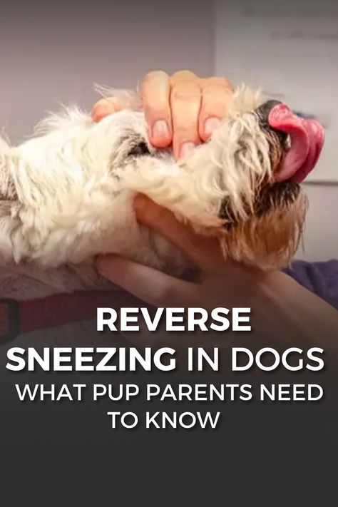 Reverse Sneeze In Dogs, Dog Sneezing Remedies, Sneezing Remedies, Reverse Sneezing In Dogs, Boston Life, Stop Sneezing, Dog Sneezing, Sinus Congestion Relief, Dog Remedies