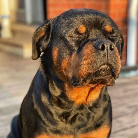 How to Take Care of an Adult Rottweiler Rottweiler Dog Puppy, Cute Big Dogs, English Dogs, Tattoos For Dog Lovers, Rottweiler Love, Big Dog Breeds, Rottweiler Lovers, Scary Dogs, Rottweiler Puppies