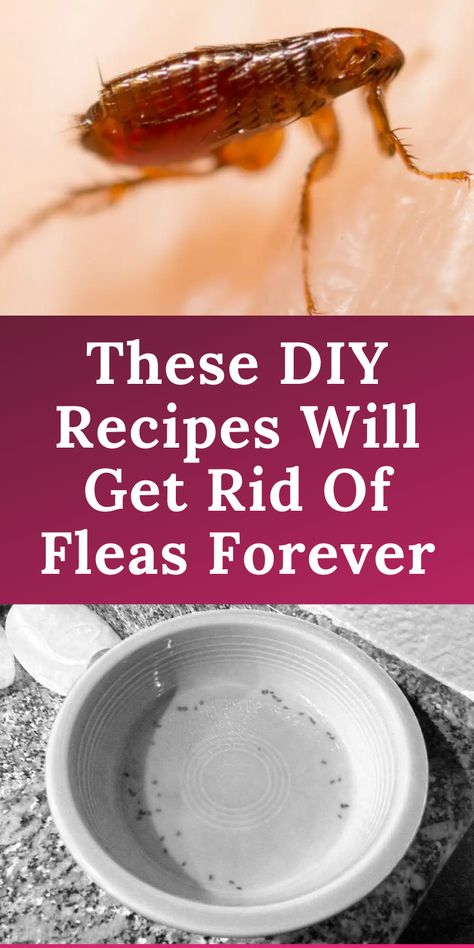 These DIY Recipes Will Get Rid Of Fleas Forever Flea Powder For Dogs, Homemade Flea Spray, Flea Spray For Dogs, Dog Flea Remedies, Home Remedies For Fleas, Flea Powder, Get Rid Of Fleas, Flea Remedies, Flea Repellent