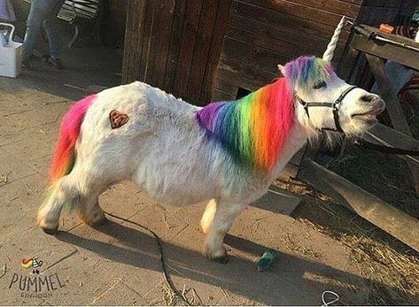 Photo | #Unicorns look how haPPY IT IS TO BE A UNICORN | Explosive Rainbows | Flickr Unicorn Life, Rasy Koni, Real Unicorn, Horse Costumes, Unicorns And Mermaids, Animale Rare, Fete Anime, Cute Horses, Cute Unicorn