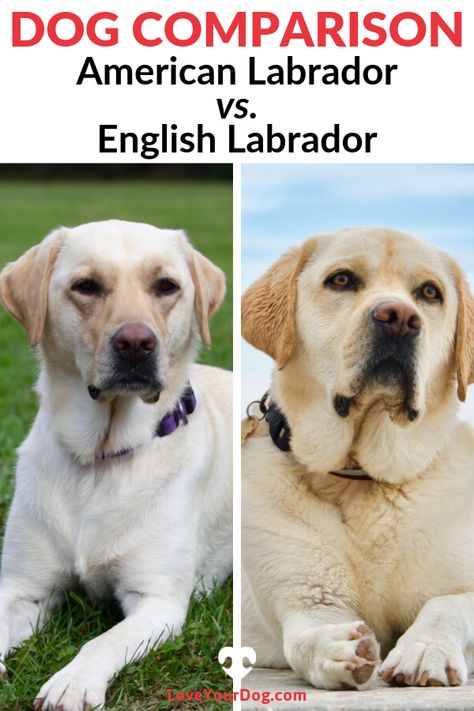 The English Labrador is more of a term for show, or conformation Labradors, whereas the American Labrador is a term for working Labradors. Find out more how they compare! #LoveYourDog #AmericanLab #EnglishLab #Dog #Dogs English Yellow Lab, Yellow Labs Dogs, American Labrador Retriever, Lab Puppy Training, White Labrador Puppy, English Labrador Retriever, Dudley Labrador, English Lab Puppies, Labs Dogs