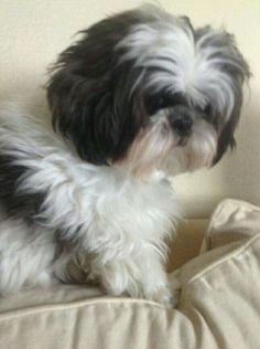 Looks just like my old Shih Tzu Harley. I miss him so! Perro Shih Tzu, Chien Shih Tzu, Shitzu Dogs, Labrador Retriever Puppies, Shih Tzu Puppy, Shih Tzu Dog, Shih Tzus, White Dog, Baby Dogs