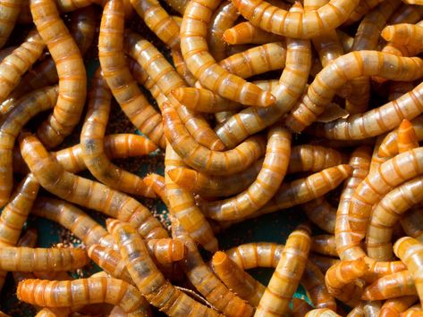 Finding the Right Mix of Food for Your Composting Worms Worm Tea, Worm Beds, Red Wiggler Worms, Red Wigglers, Meal Worms, Worm Bin, Extra Protein, Worm Composting, Worm Farm