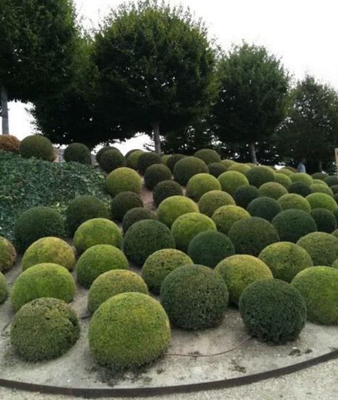 Boxwood Garden, Avant Garden, نباتات منزلية, Butchart Gardens, Topiary Garden, Boxwood Topiary, Formal Garden, Topiaries, Formal Gardens