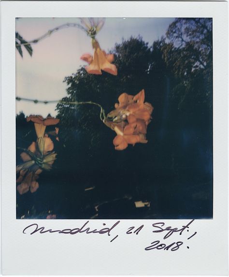 Flower Film Photography, Polaroid Header, Polaroid Pictures Photography, Analog Theme, Flower Film, Aesthetic Polaroid, Polaroid Photography, Viggo Mortensen, Moon Clouds