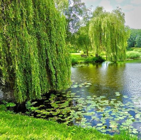 Best Trees to Plant Near Ponds (Koi Pond Trees) - Pond Informer Beautiful Ponds Nature, Landscaping Around Large Pond Ideas, Pond With Willow Tree, Large Pond Landscaping Ideas, Fishing Pond Landscaping, Big Pond Ideas, English Garden Pond, Pond Sitting Area, Pond Landscaping Ideas Large