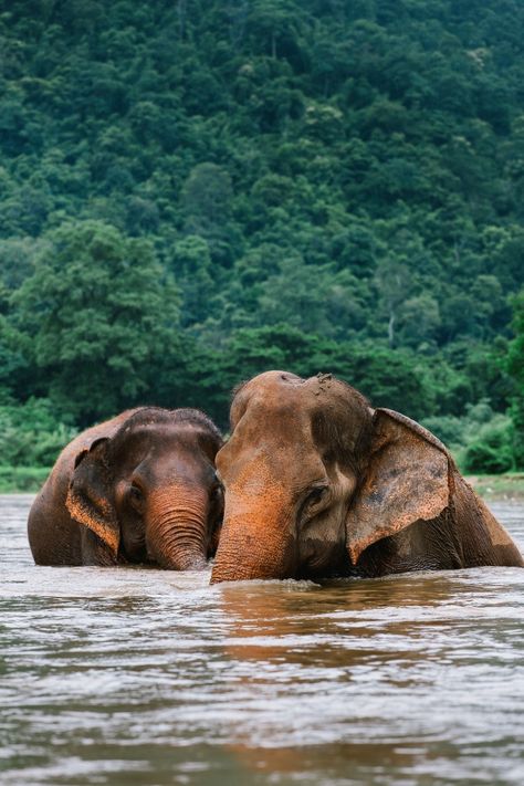 Asian elephant in a nature at deep fores... | Premium Photo #Freepik #photo #water #nature #animal #forest Water Shape, Photo Water, Seljalandsfoss Waterfall, Yoho National Park, Water Abstract, Iceland Waterfalls, Water Nature, Asian Elephant, Mountain Wallpaper