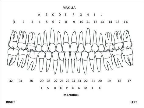 Tooth numbers charts are the best way of identifying the position of teeth in the mouth, and they’re used to communicate information about oral health with dental professionals. Teeth Numbers, Dental Assistant Study Guide, Dental Charting, Teeth Diagram, Dental Assistant School, Dental Hygienist School, Dental Assistant Study, Teeth Anatomy, Dentist Assistant