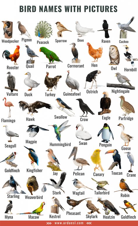 A to Z Bird Names List in English with Pictures - Download in Pdf Birds Name List, Animals Name List, تصنيف الحيوانات, Bird Names, Fruits Name In English, Names Of Birds, अंग्रेजी व्याकरण, Animals Name In English, Animal Pictures For Kids