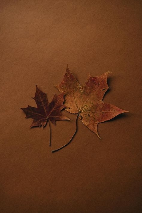 Autumn aesthetic maple leaf wallpaper · Free Stock Photo Maple Leaf Wallpaper, Brown Autumn, Countryside Vacation, Paper Leaves, Autumn Scenes, Sleep And Loungewear, Redhead Girl, Maple Leaves, Wallpaper Free