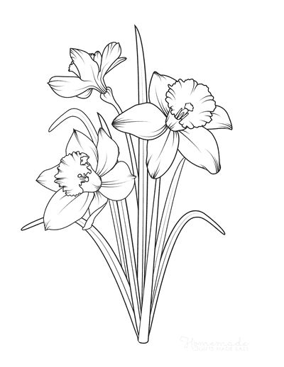 Spring Coloring Pages Daffodils Frühling Wallpaper, Daffodil Tattoo, Narcissus Flower, Flower Line Drawings, Flower Drawing Tutorials, Výtvarné Reference, Spring Coloring Pages, Birth Flower Tattoos, Flower Art Drawing