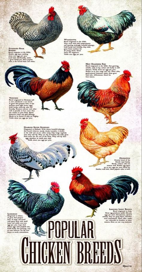 Chicken Breeds Chart, Pheasant Farm, Different Breeds Of Chickens, Breeds Of Chickens, Animal Puzzle, Poultry Farm, Chicken Art, Unique Shapes, Chicken Breeds