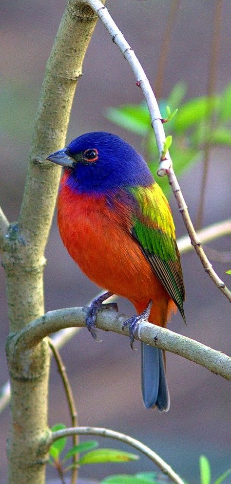 Colorful birds - Painted Bunting (male) - by Kenneth Cole Schneider Bunting Bird, Painted Bunting, Photo Animaliere, Colorful Bird, Nature Birds, All Birds, Bird Pictures, Exotic Birds, Bird Drawings