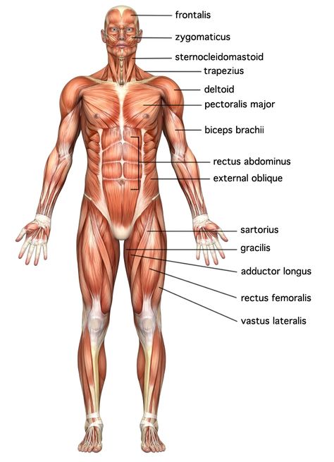 Body Muscles Names, Muscle Names, Anatomy Body Parts, Body Muscle Anatomy, Muscular System Anatomy, The Muscular System, Human Muscle Anatomy, Muscle System, Human Body Anatomy