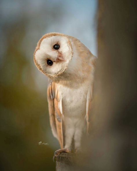 Barn Owl Wallpaper Cantik, Owl Photos, Bird Tattoo, Owl Pictures, Beautiful Owl, Haiwan Peliharaan, Owl Bird, Barn Owl, Cute Owl