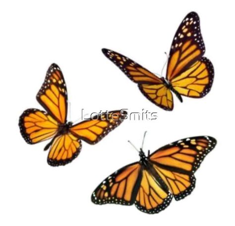 null Borboleta Tattoo, Monarch Butterfly Tattoo, Butterfly Monarch, Sticker Butterfly, Wildflower Painting, Butterfly Wallpaper Backgrounds, Butterfly Clip Art, Orange Butterfly, Butterfly Pictures