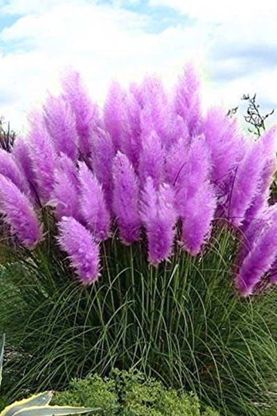 Purple Pampas, Purple Pampas Grass, Cortaderia Selloana, Seed Pots, Grass Flower, Home Garden Plants, Pampas Gras, Blooming Plants, Grass Seed