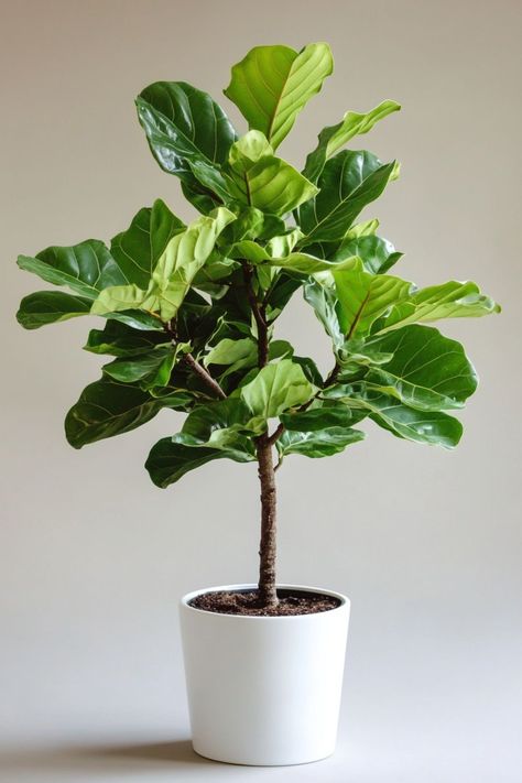 "Fiddle Leaf Fig (Ficus lyrata) is a stunning and sophisticated choice for any indoor space! 🌿🏡 With its large, glossy leaves and elegant silhouette, this plant adds a touch of natural beauty and modern style to your home decor. Perfect for brightening up a living room or office, the Fiddle Leaf Fig is a statement piece that thrives with proper care and attention. 🌱✨ #FiddleLeafFig #IndoorPlants #HomeDecor #GreenLiving" Fiddle Fig Tree, Plant Vegetables, Fig Plant, Fiddle Fig, Indoor Trees, Ficus Lyrata, Plant Decor Indoor, Fig Leaves, Fiddle Leaf