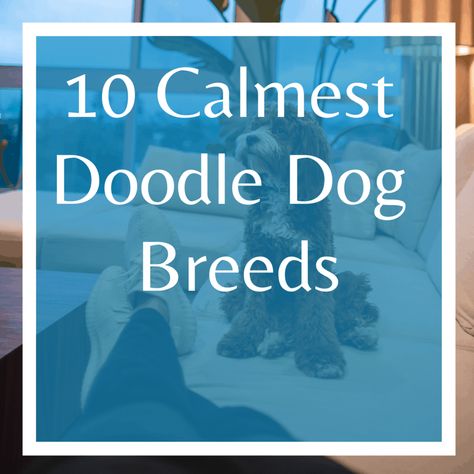 10 Calmest Doodle Dog Breeds - Lover Doodles Doodle Breeds, Doodle Dog Breeds, St Berdoodle, Calm Dog Breeds, Goofy Dog, Cool Doodles, Calm Dogs, Doodle Dog, Silly Dogs